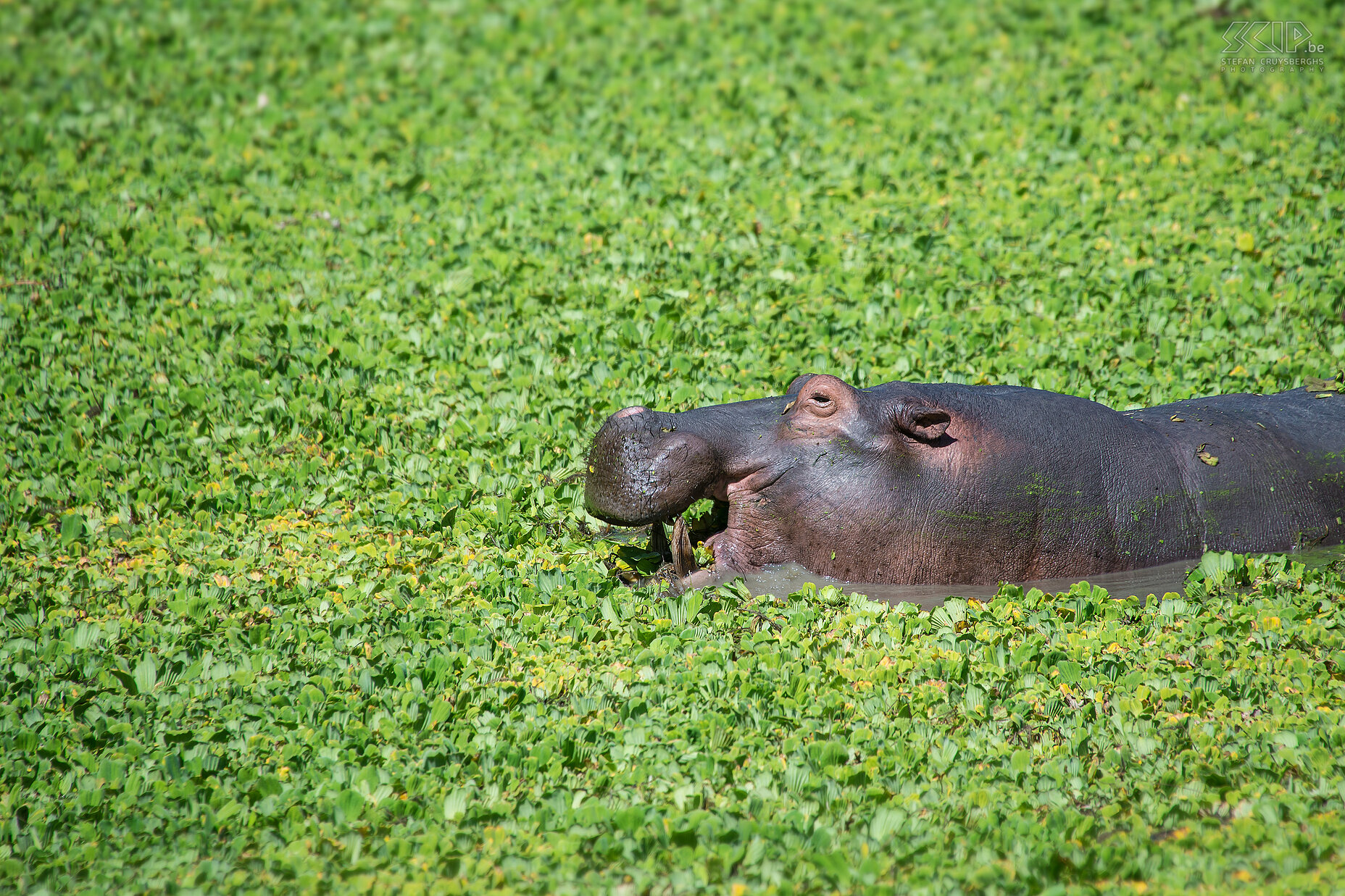 South Luangwa - Nijlpaard tussen nijlsla Een nijlpaard rustig knabbelend op de nijlsla in een van de plassen in South Luangwa. Er leven zo’n vijftig nijlpaarden per kilometer in de Luangwa rivier. Stefan Cruysberghs